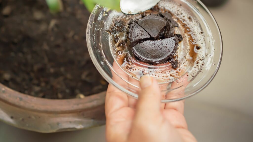 Using coffee ground as a fertilizer