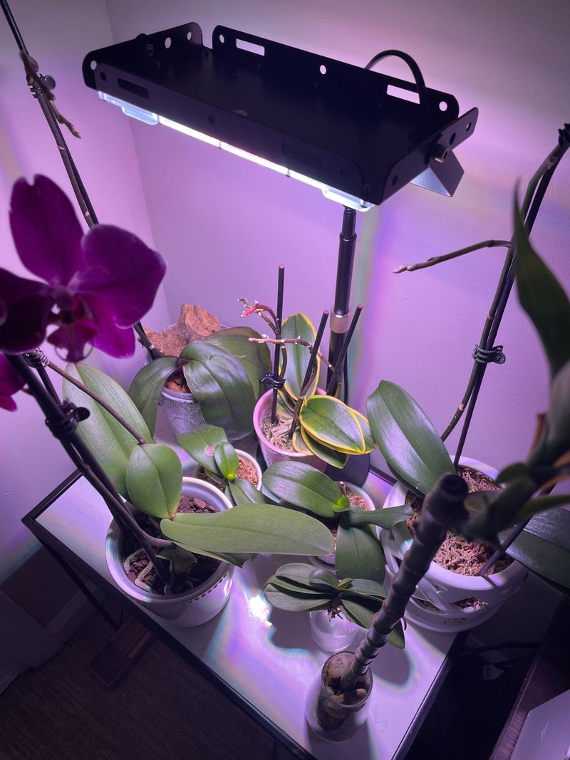 Using Grow Lights