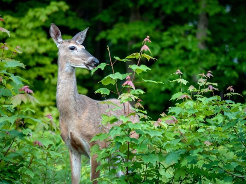 Using Hair for Deer Repellent