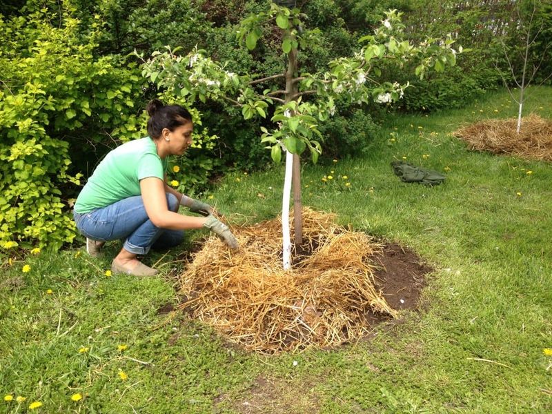 Using Mulch Effectively