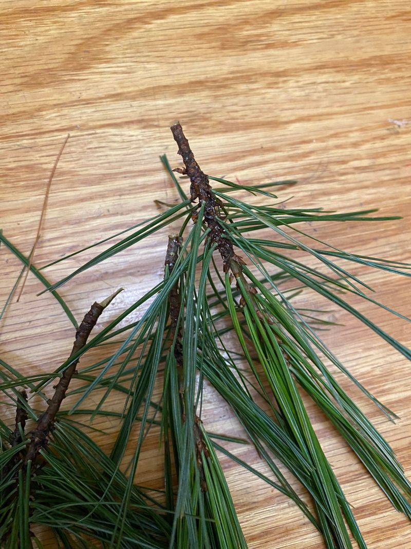 Using Pine Needles