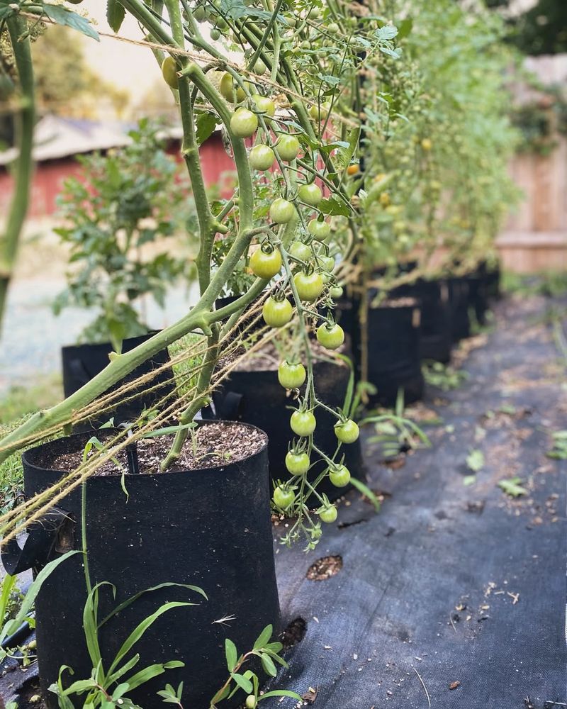 Using Tomato Feeders