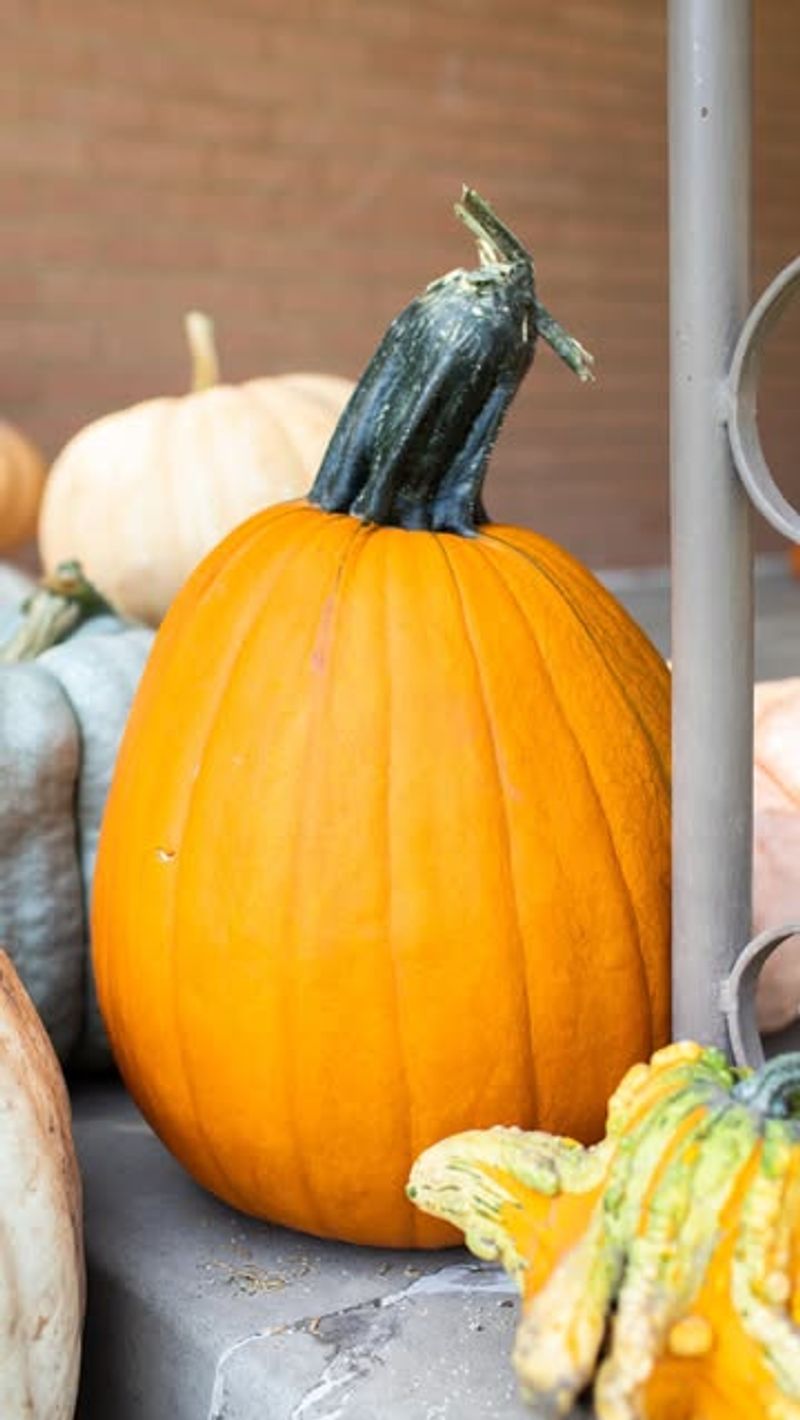 Utah's Large Squash