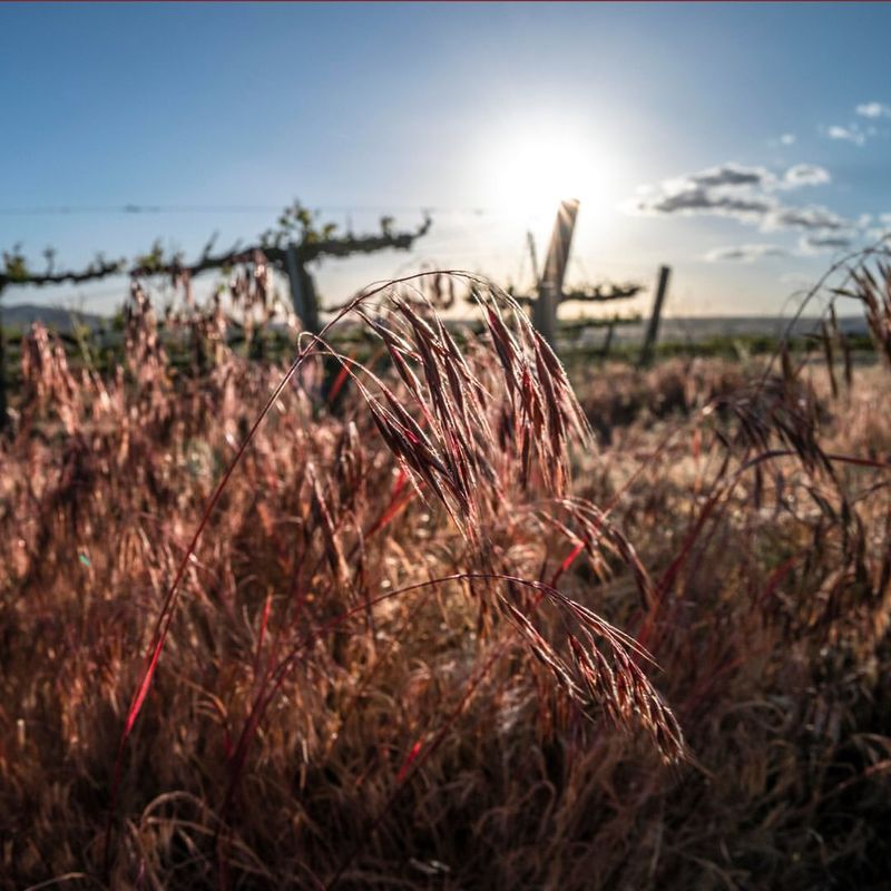 Utah: Cheatgrass