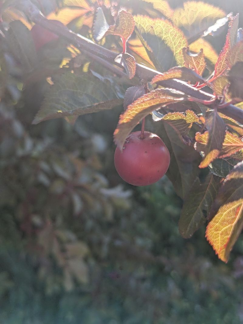 Utah: Cherry