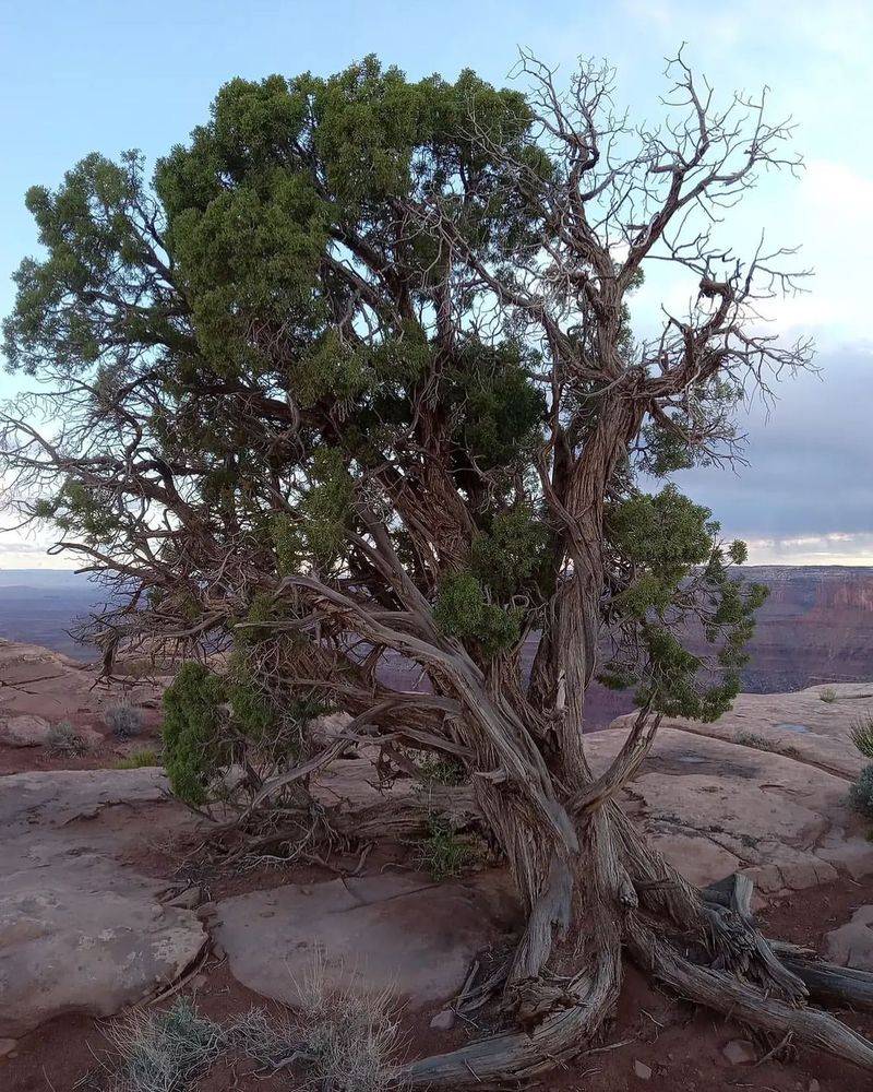 Utah Juniper