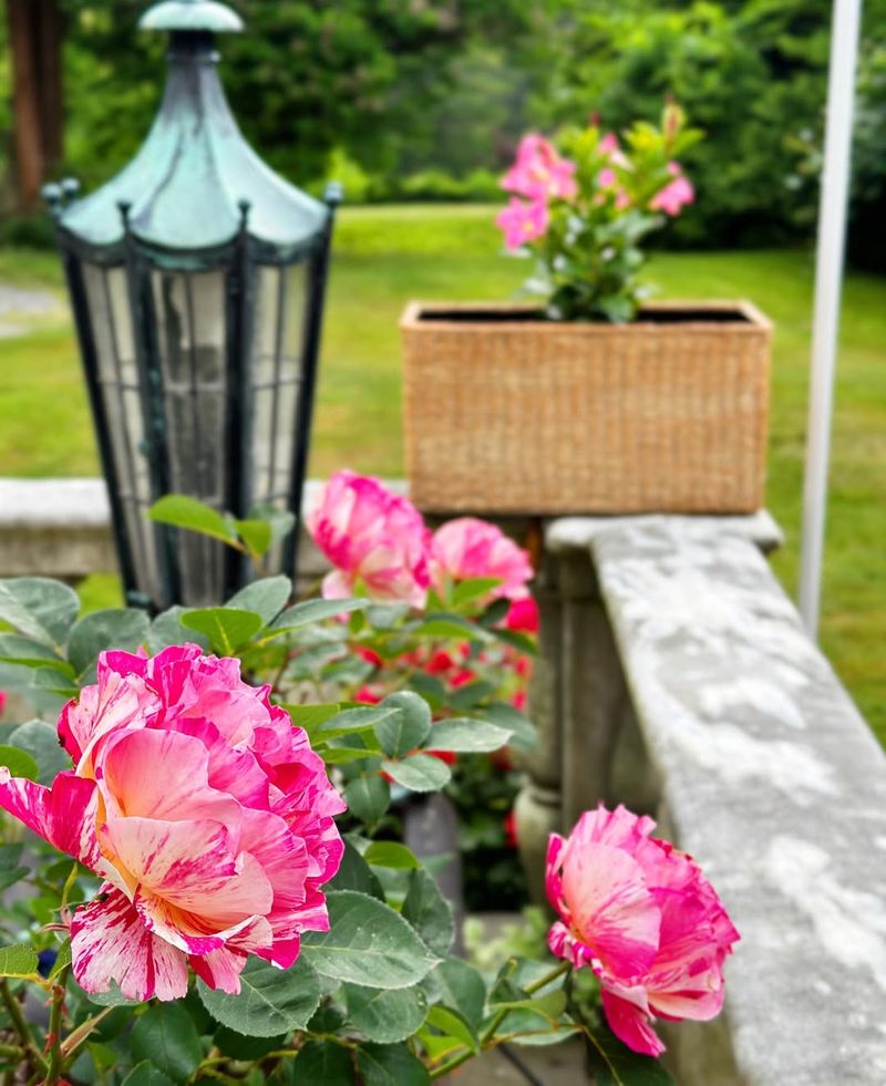 Utilize Raised Beds