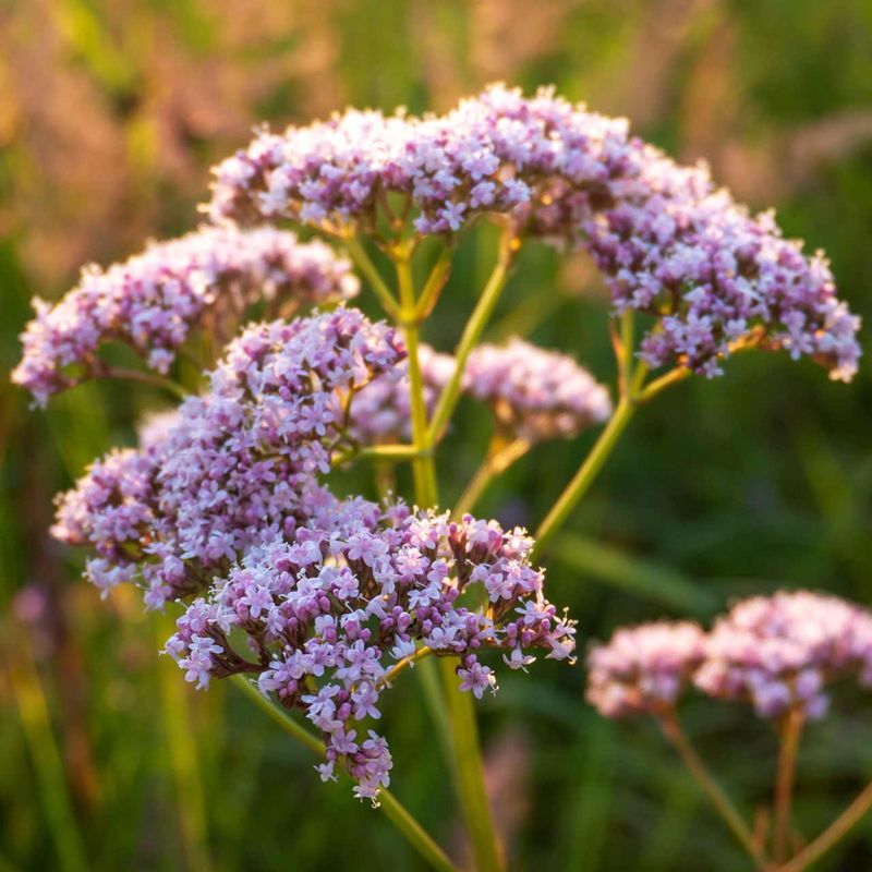 Valerian