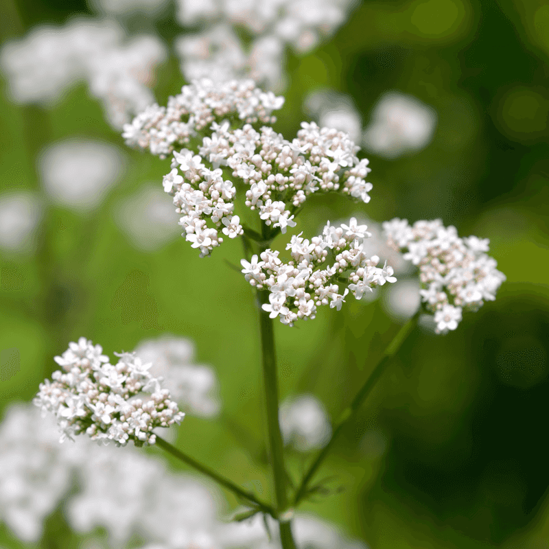 Valerian