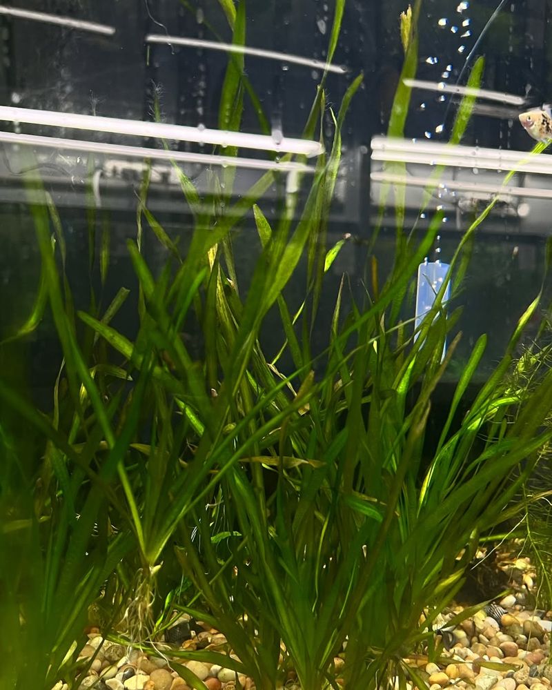 Vallisneria