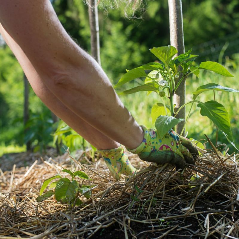 Vegetable Bed Mulching