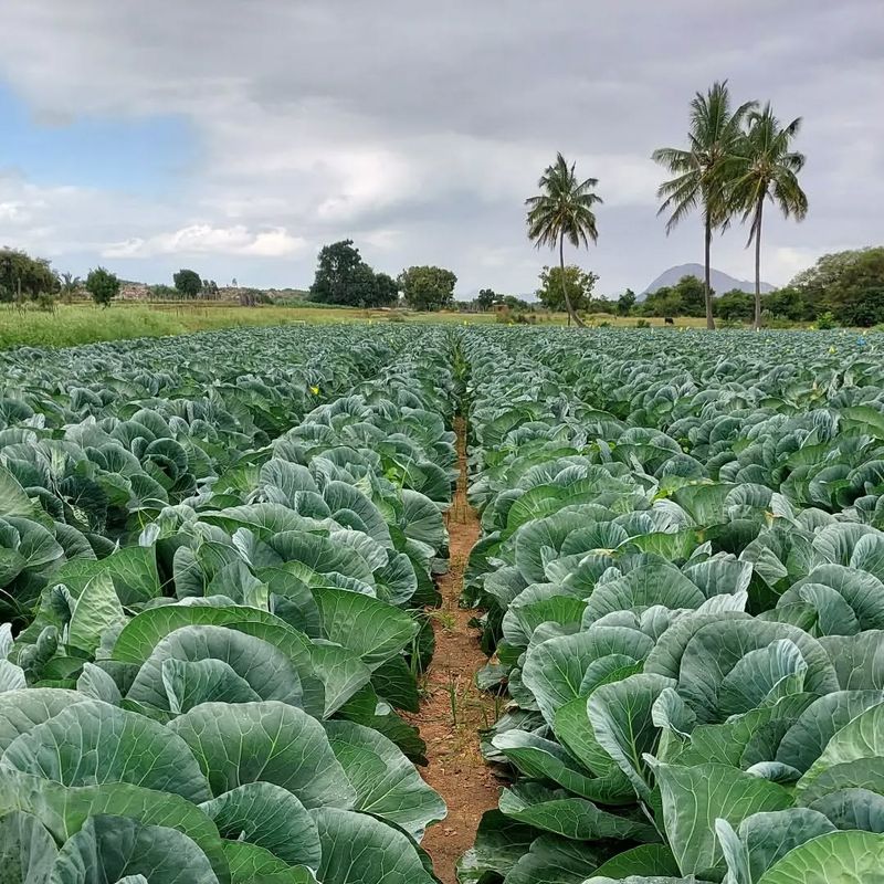 Vegetable Yield Enhancement