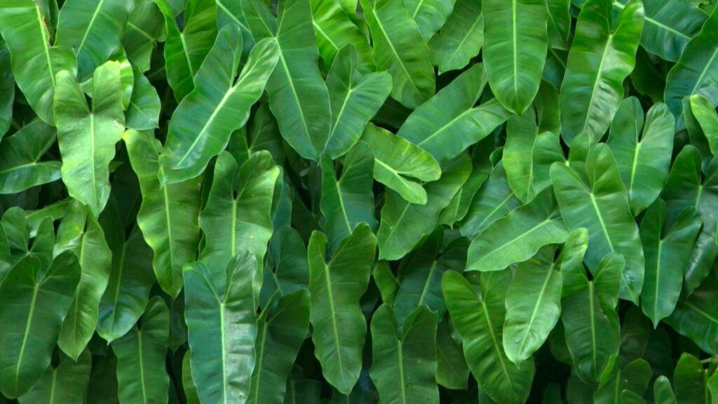 velvet leaf philodendron