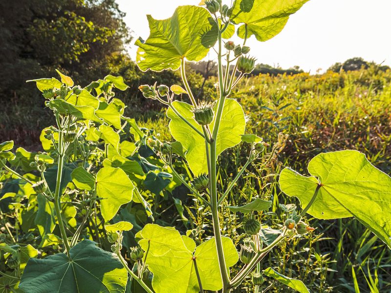 Velvetleaf