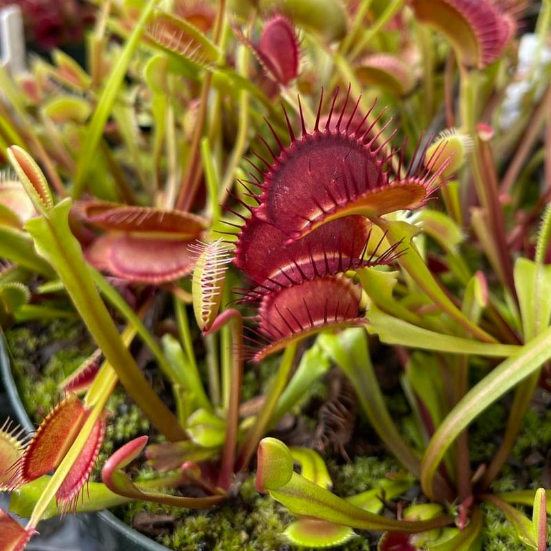 Venus Flytrap