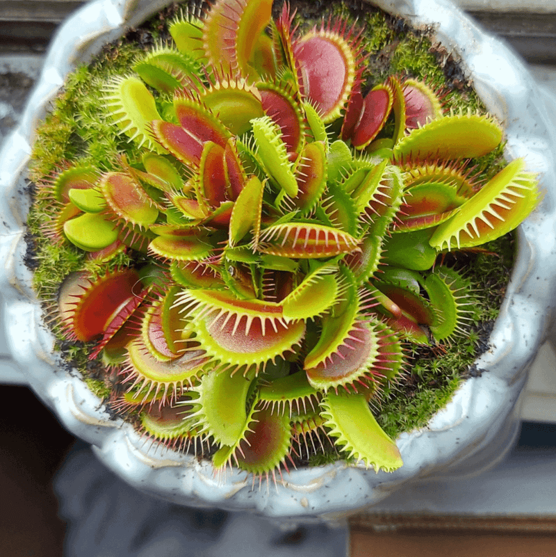 Venus Flytrap