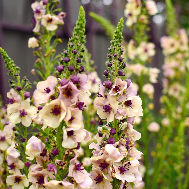 Verbascum