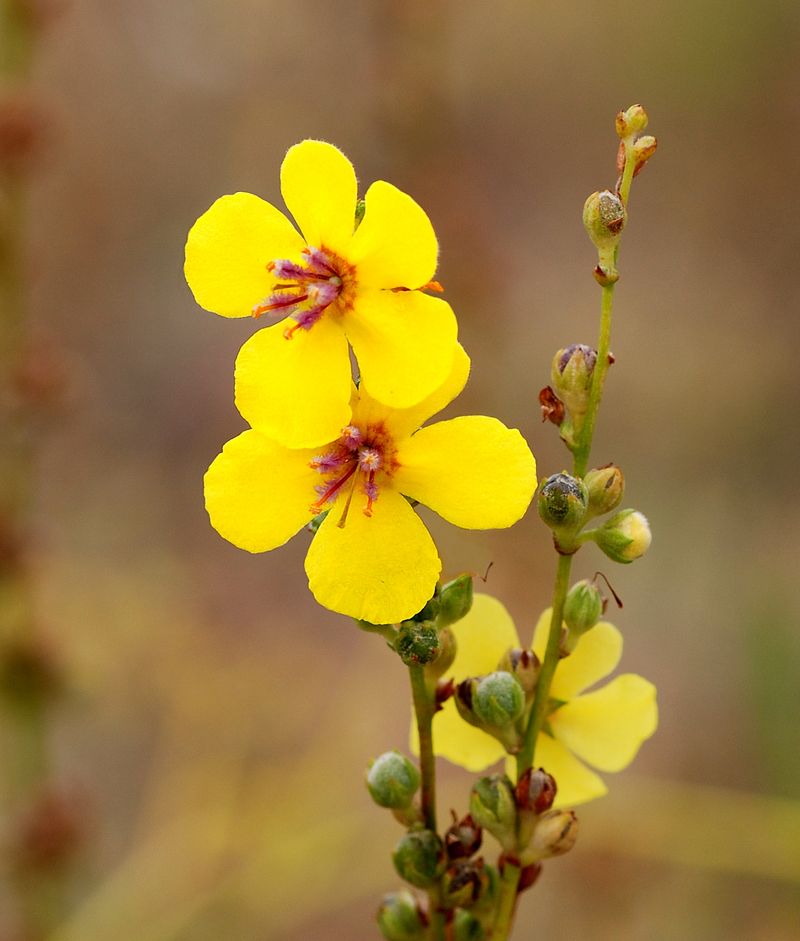 Verbascum