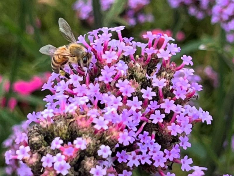 Verbena