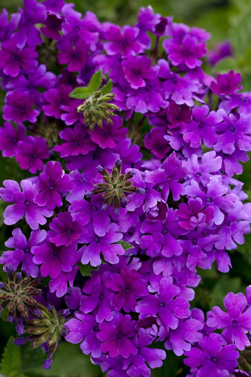 Verbena