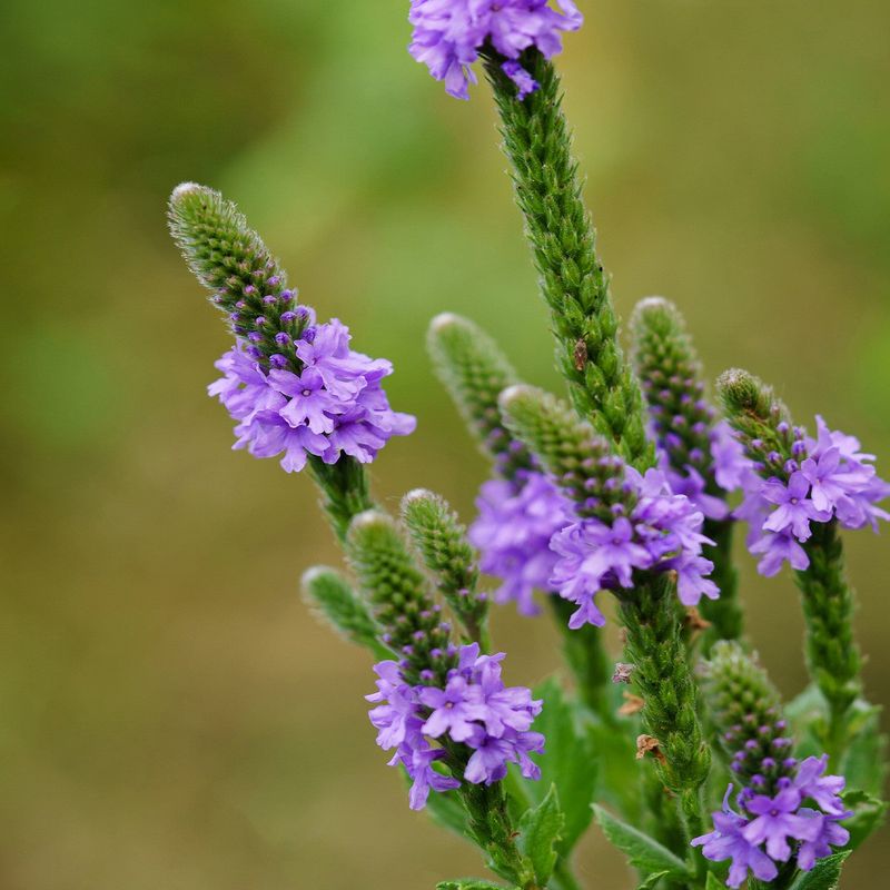 Verbena