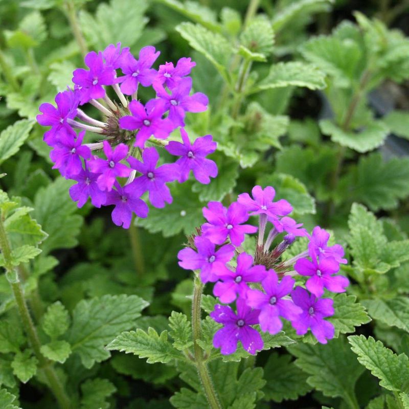 Verbena