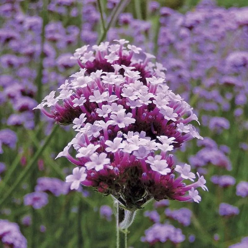 Verbena