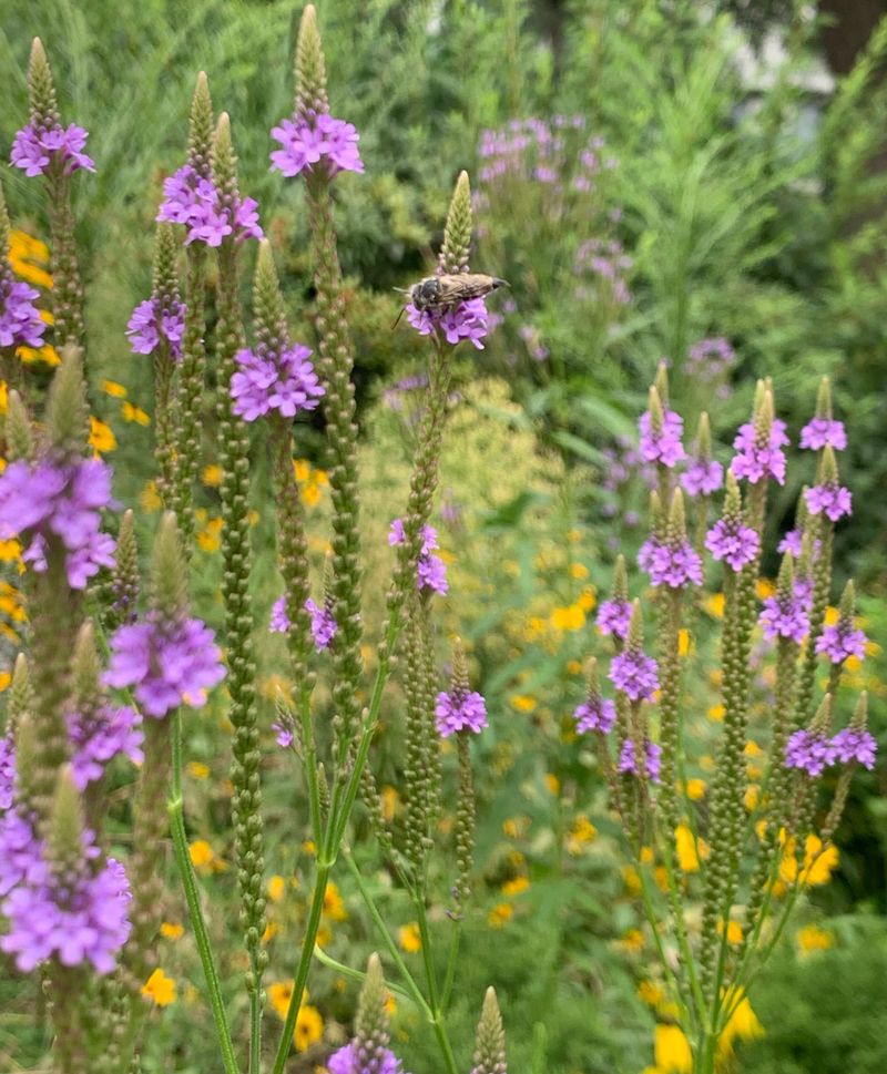 Verbena