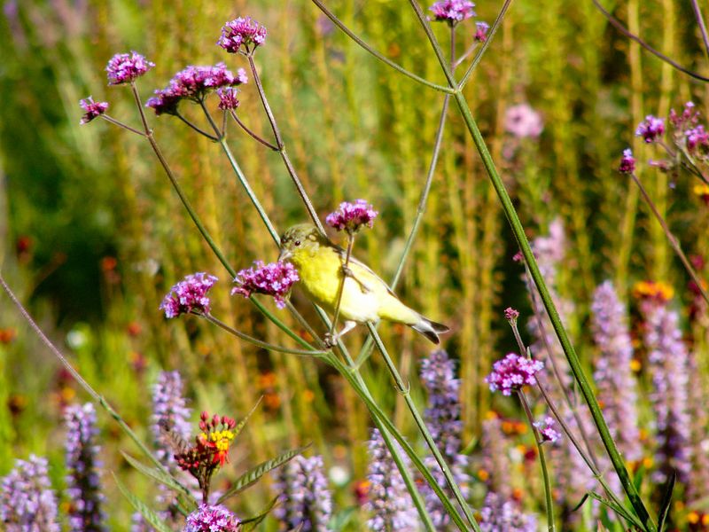 Verbena