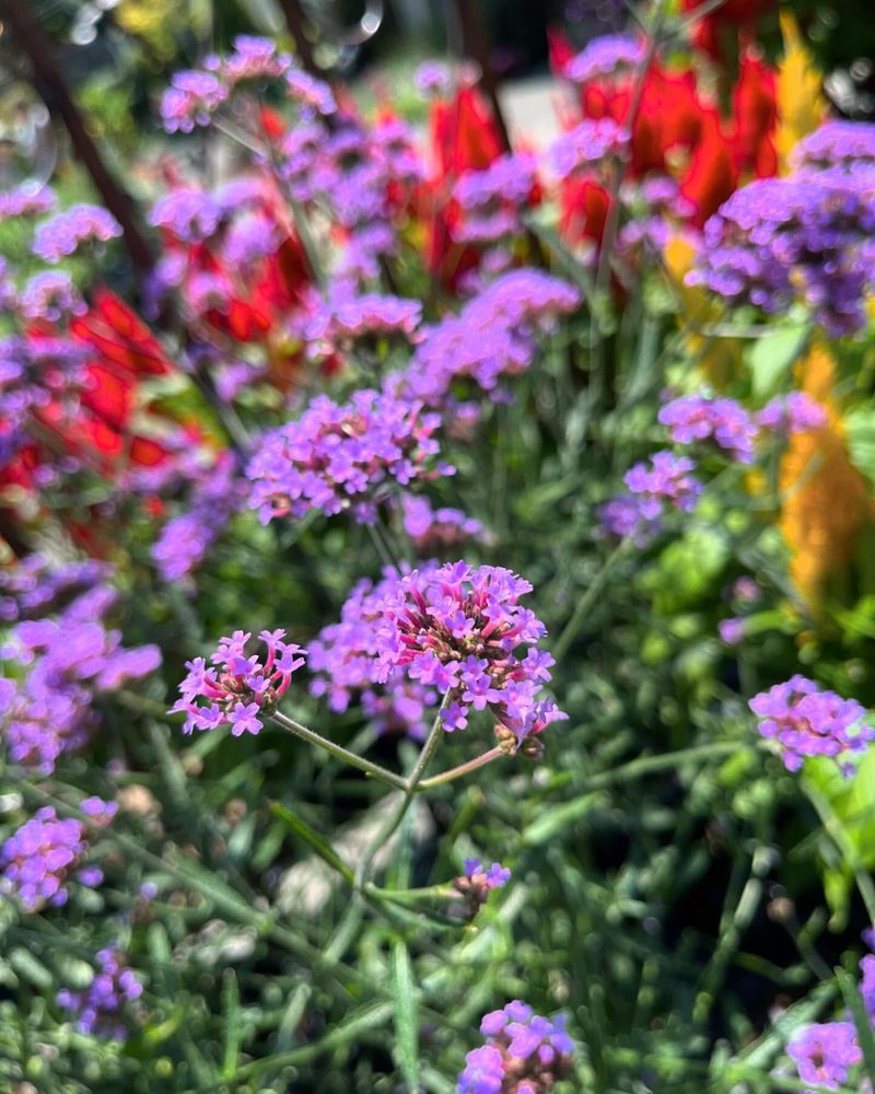 Verbena Bonariensis