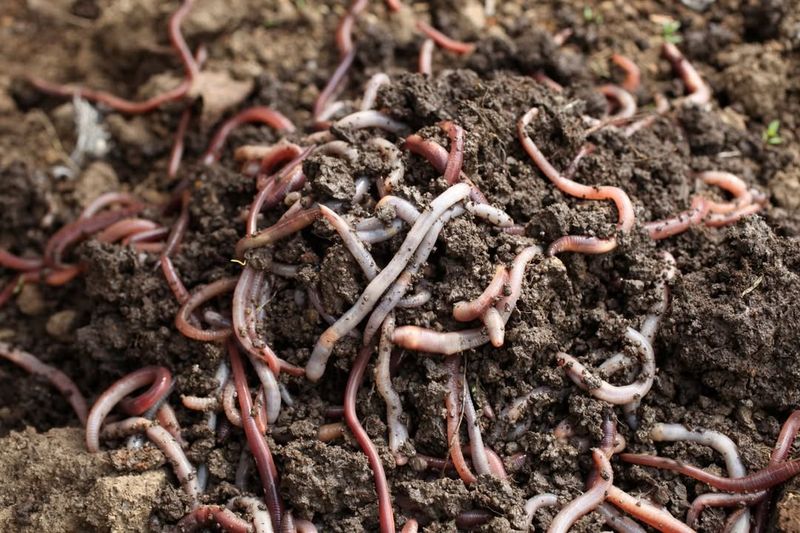 Vermicomposting