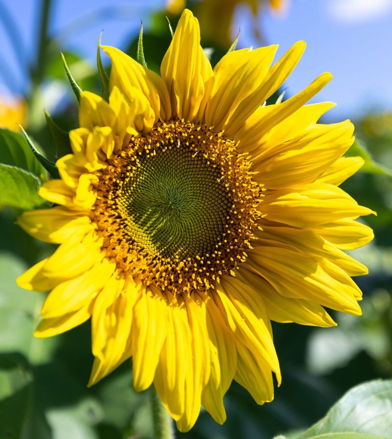 Vermont's Enormous Sunflower