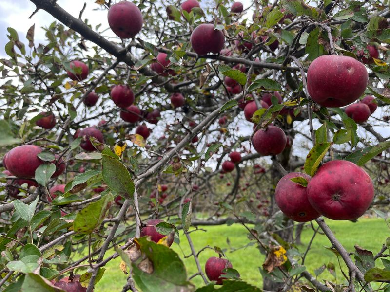 Vermont: Apple