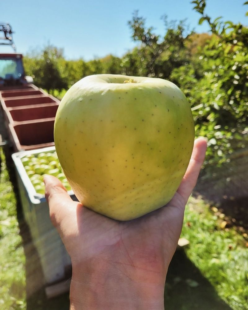 Vermont - Giant Apple