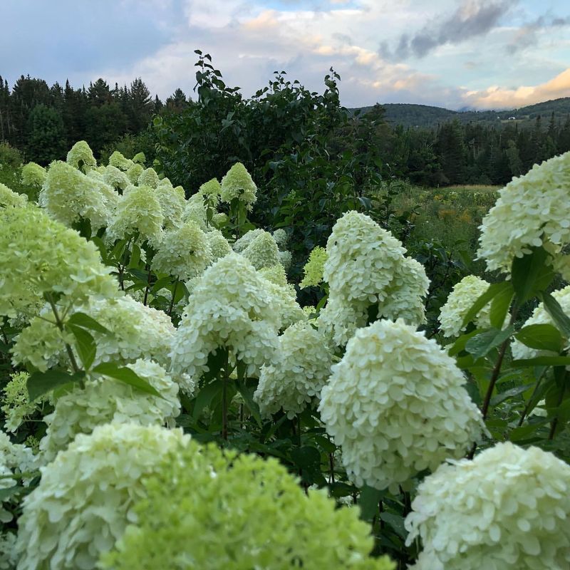 Vermont Hydrangea