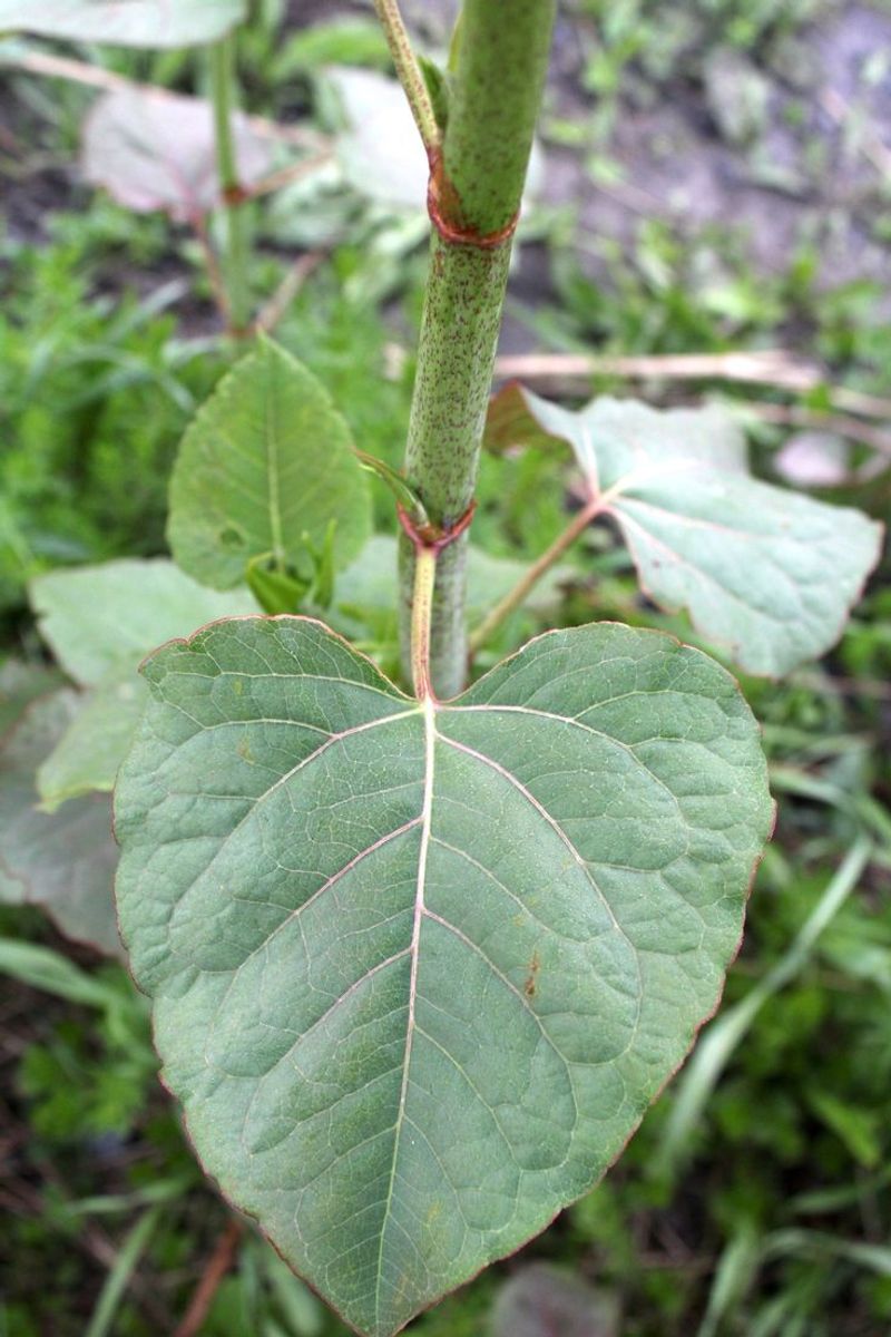 Vermont: Japanese Knotweed