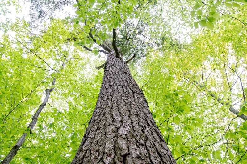 Vermont's Woodland Giant