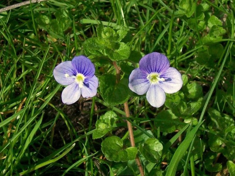 Veronica Filiformis