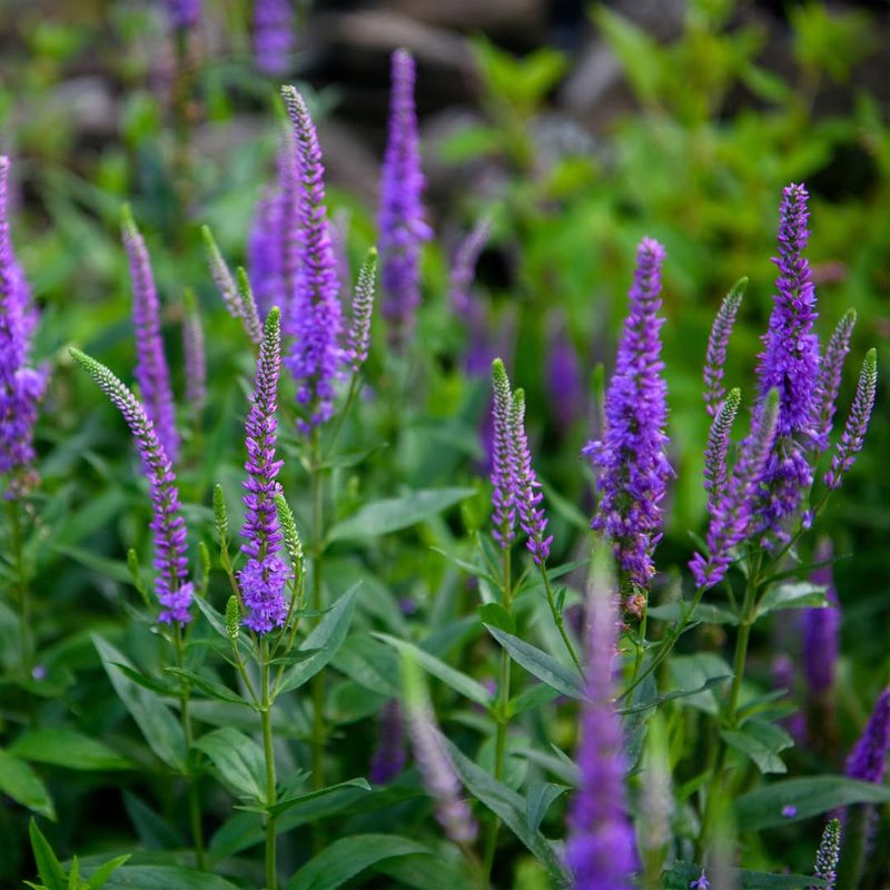 Veronica (Veronica spicata)