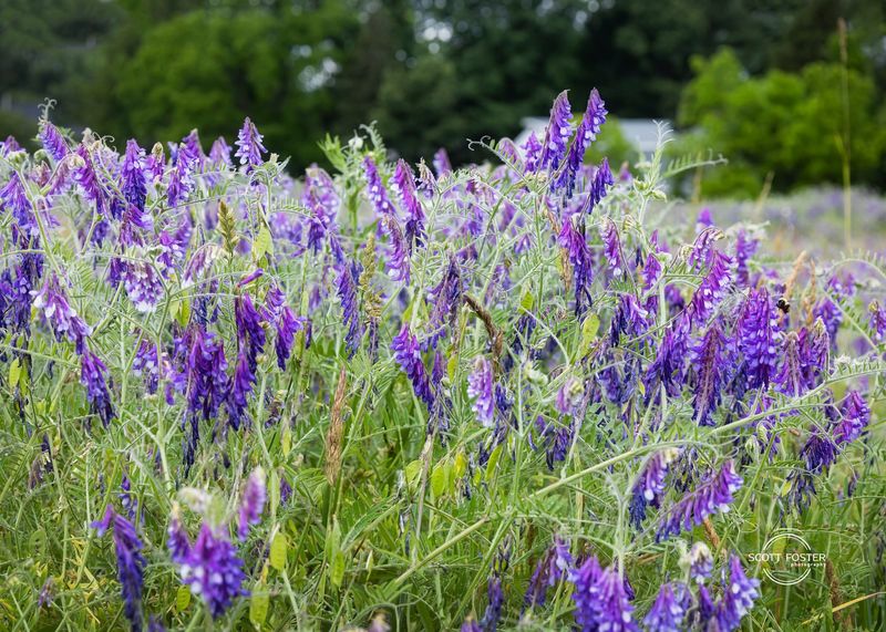 Vetch