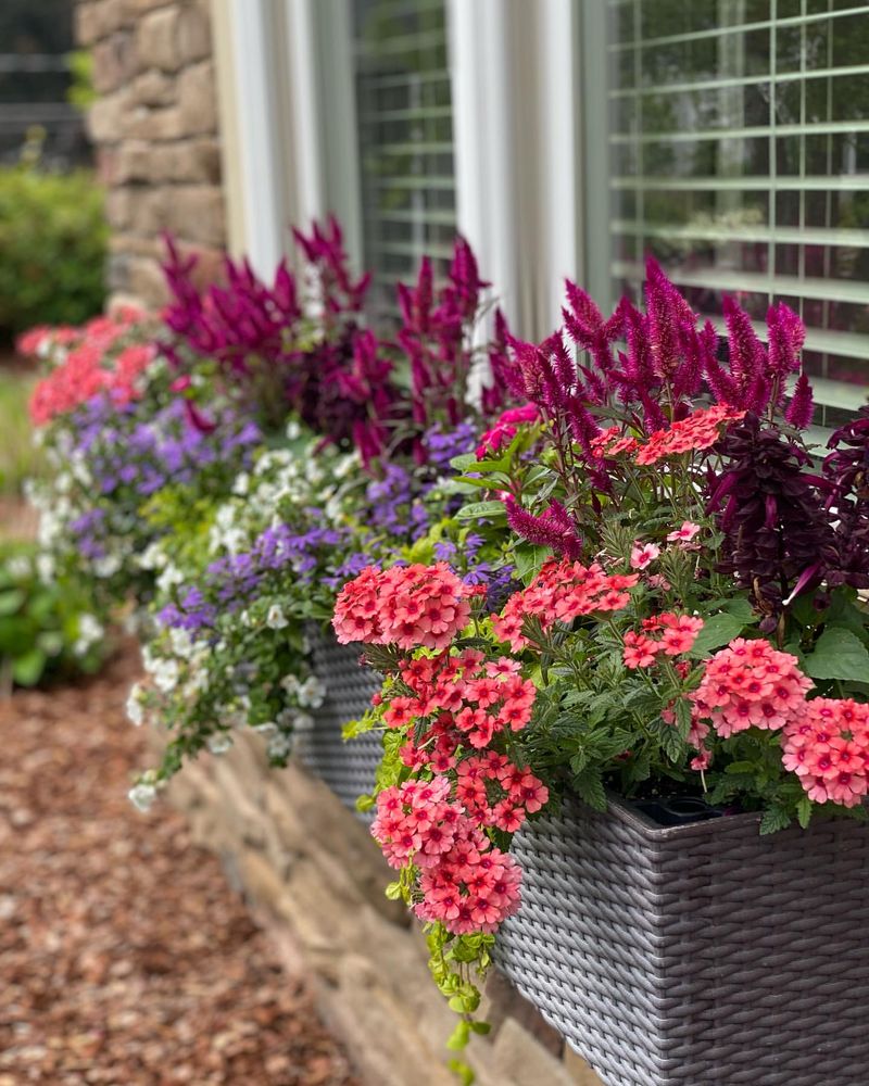 Vibrant Verbena