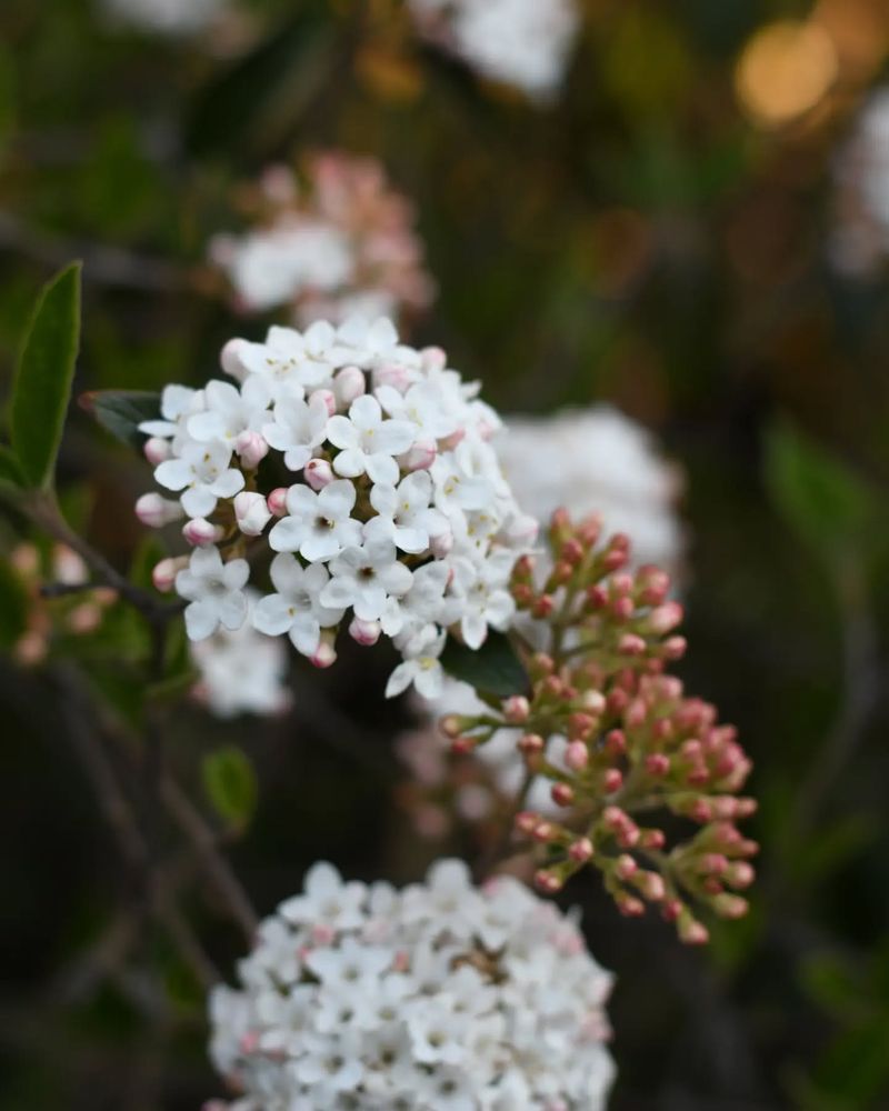 Viburnum