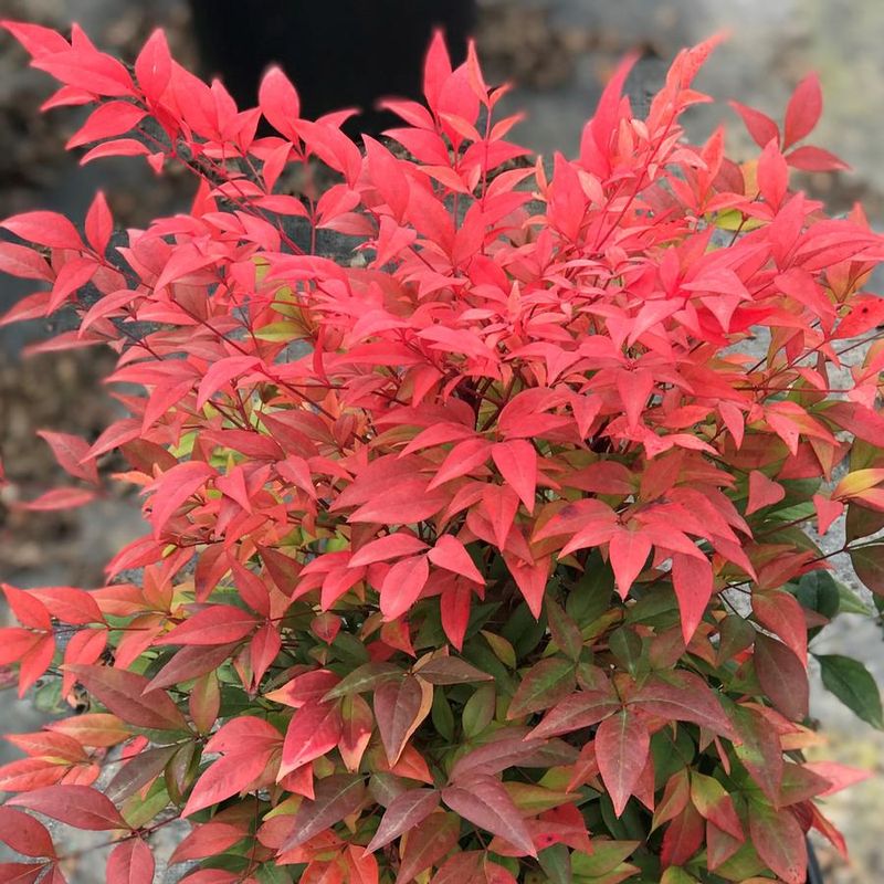 Nandina (Nandina domestica)