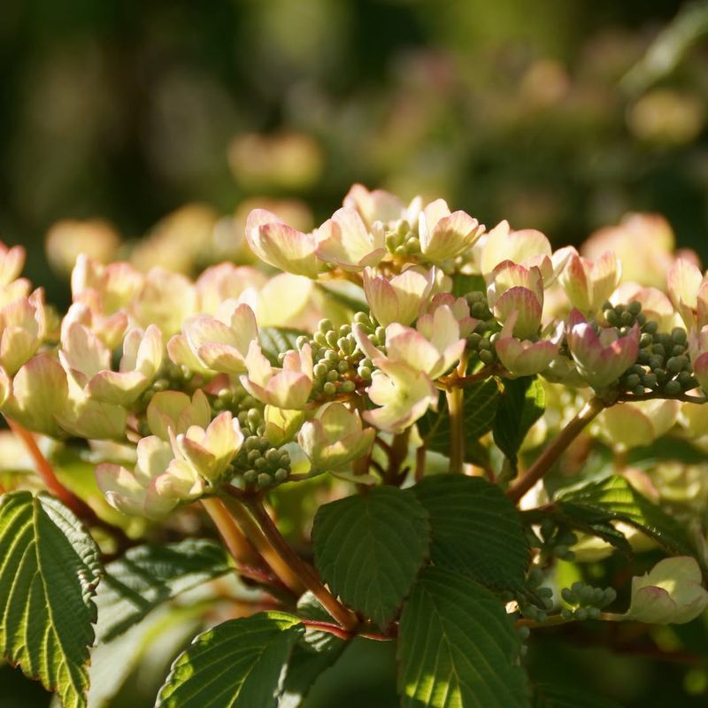 Viburnum plicatum