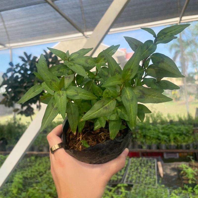 Vietnamese Coriander