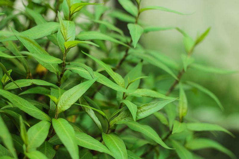 Vietnamese Coriander