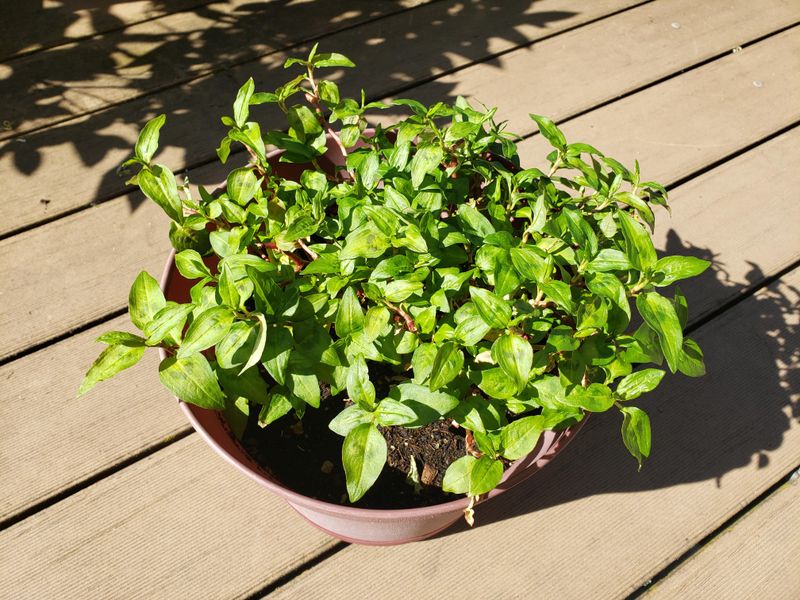 Vietnamese Coriander