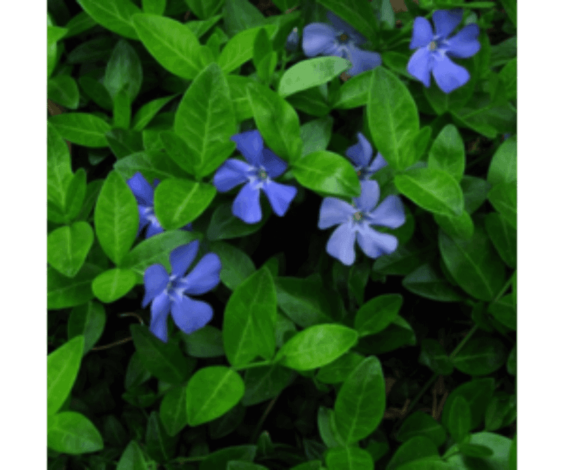 Vinca