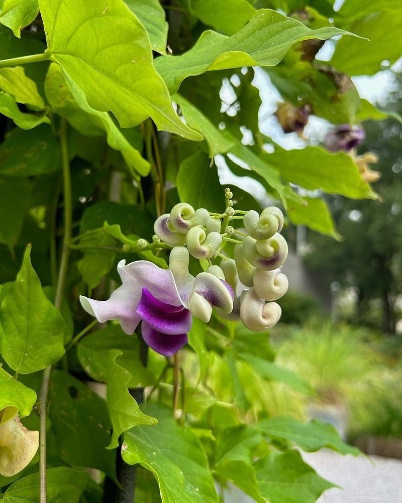 Vine Growth Encouragement