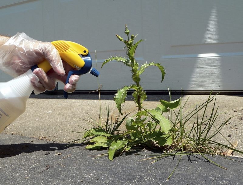 Vinegar for Weed Control